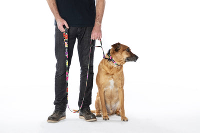 DarkFloral REACT DUAL-HANDLE DOG LEASH