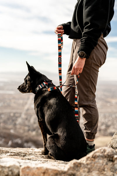 LostArt REACT DUAL-HANDLE DOG LEASH