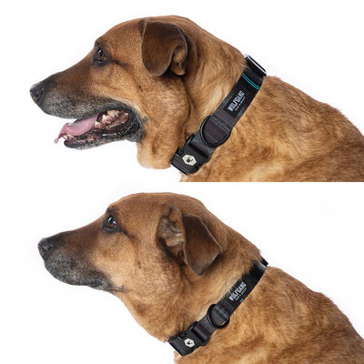 NightOwl WIDE DOG COLLAR