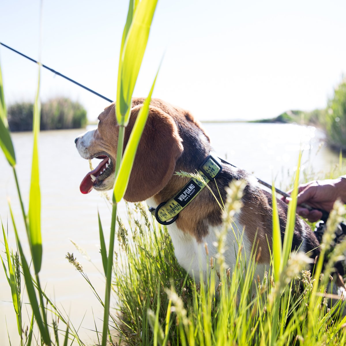 BaitCaster DOG COLLAR