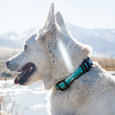 GreatEscape DOG COLLAR