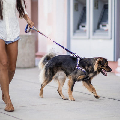 MountainWave COMFORT DOG HARNESS