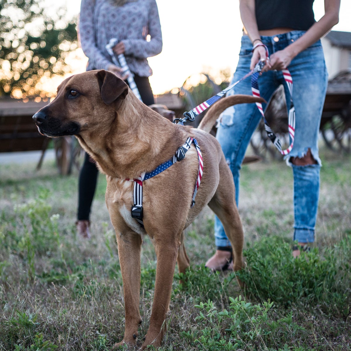 PledgeAllegiance COMFORT DOG HARNESS-Wolfgang Man & Beast