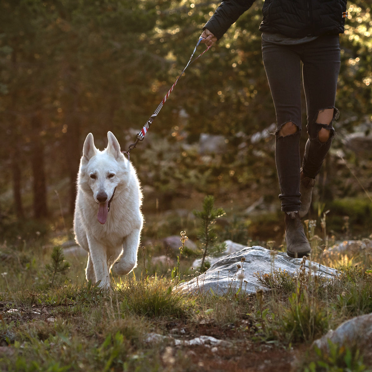 PledgeAllegiance DOG LEASH-Wolfgang Man & Beast