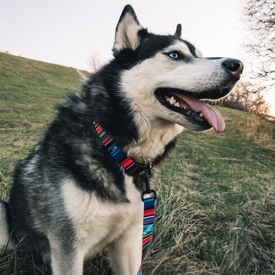 Quetzal DOG COLLAR Made in the USA by Wolfgang Man & Beast