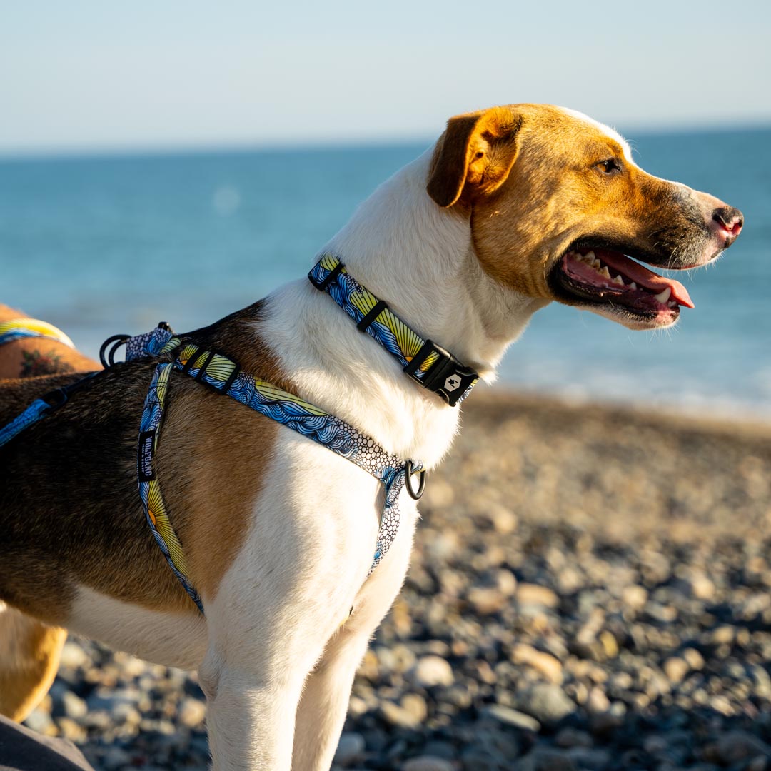 DawnPatrol DOG COLLAR