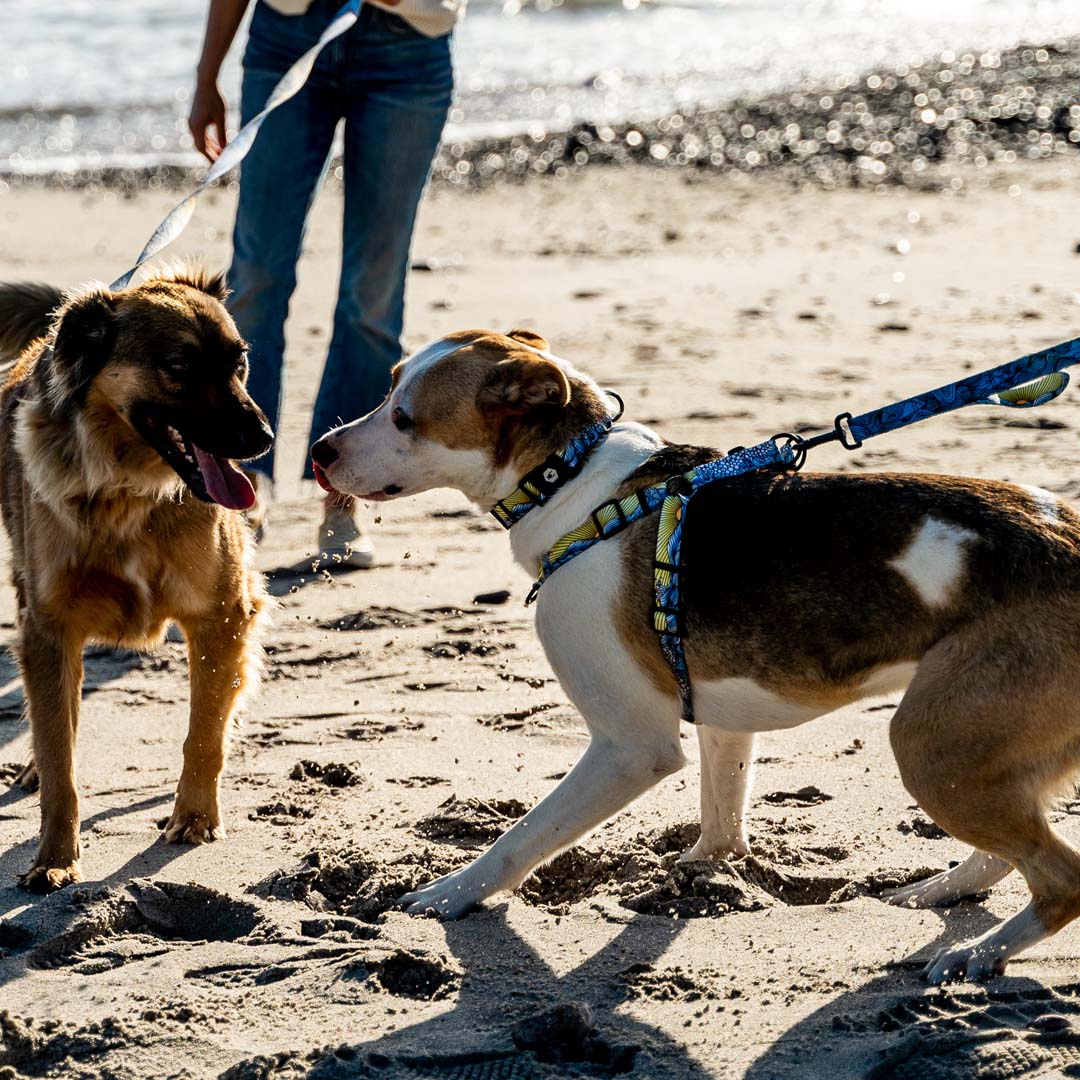 DawnPatrol COMFORT DOG HARNESS