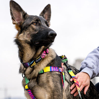 RetroFit DOG COLLAR